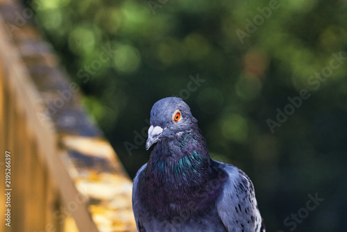 Detailed closeup portrait of a homing pigeon showing iridescent neck feathers and bright eyes.