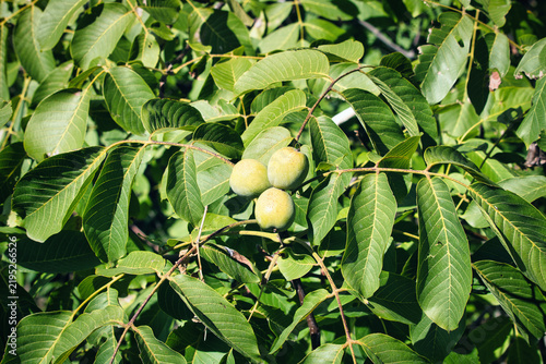 Detailed closeup of green walnuts ripening on a branch with a soft blurred background on a farm.