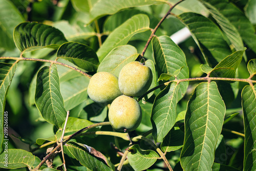 Green walnuts ripening in their husks on a tree branch surrounded by lush foliage in an orchard.