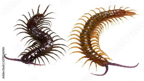 Принти на полотні Isolated two large centipedes, one dark brown and one orange, displaying segment