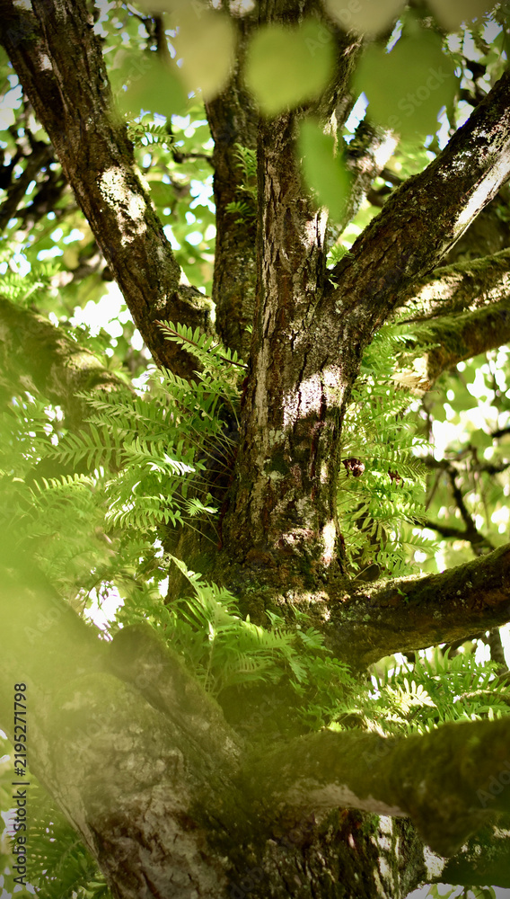 Obraz premium Close-up of a tree trunk with epiphytic ferns and moss in a sun-dappled fo