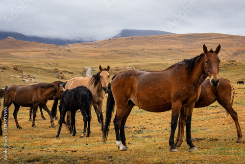 Bild auf Leinwand Les chevaux Nomades