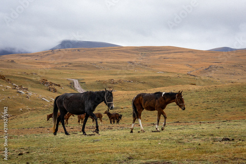 Obraz na plátně Les chevaux Nomades