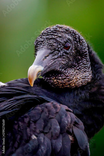 Konstfotografi ave animal jote de cabeza negra