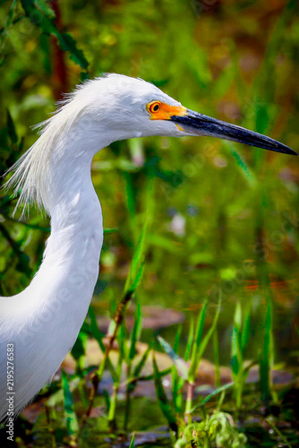 garza blanca