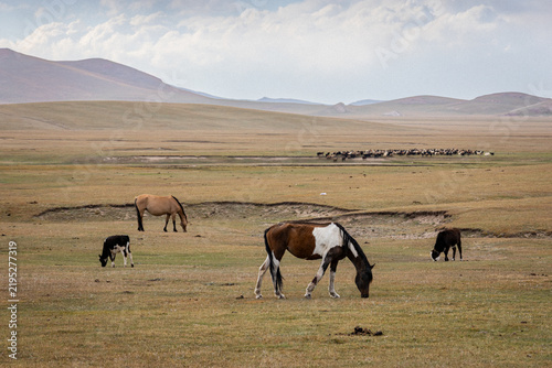Obraz na płótnie Les chevaux Nomades