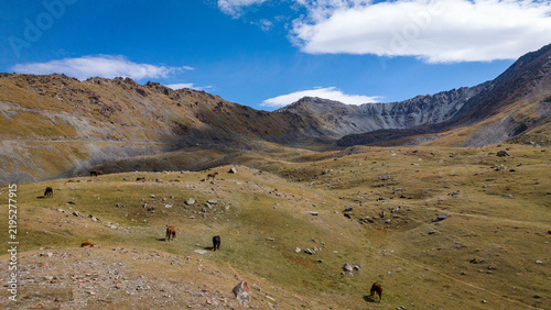 Les chevaux Nomades