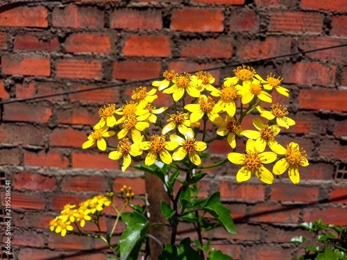 Obraz na płótnie Flores Hermosas