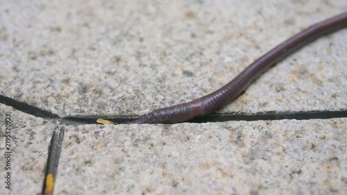 close up of earthworm crawling on stone pavement
