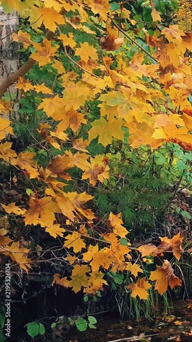 Autumnal landscape maple tree with lush golden yellow autumn foliage sway in wind on shore of lake or river in forest or park. Natural background from vibrant fall leaves, vertical panoramic shot.