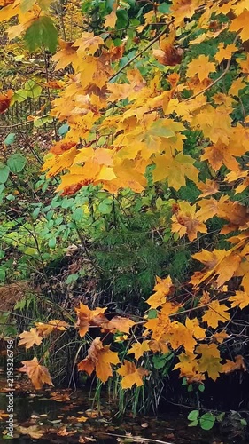 Close-up of maple tree branch with vibrant golden yellow fall foliage sway in wind on overgrown shore of pond or river in forest or park. Natural background from lush autumn leaves, vertical shot.