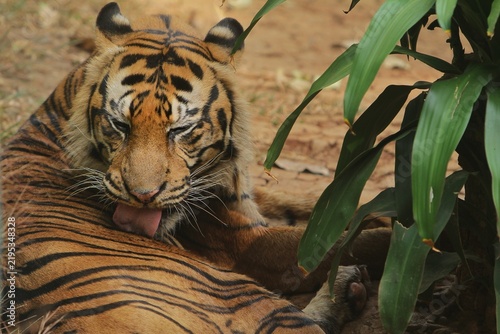 Canvas Print A sumatran tiger lies on the ground, licking its fur to clean itself