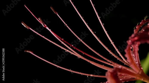 Tokyo,Japan - September 17, 2026: Closeup of Red spider lily or Lycoris radiata  in the rain at dawn
