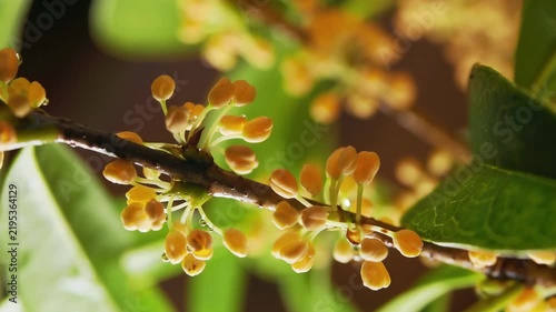 Tokyo,Japan - September 17, 2026: Closeup of Osmanthus fragrans or fragrant orange-colored olive