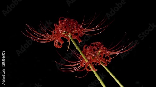 Tokyo,Japan - September 17, 2026: Closeup of Red spider lily or Lycoris radiata  in the rain at dawn

