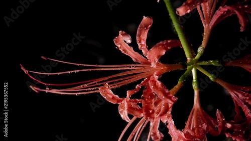 Tokyo,Japan - September 17, 2026: Closeup of Red spider lily or Lycoris radiata  in the rain at dawn
