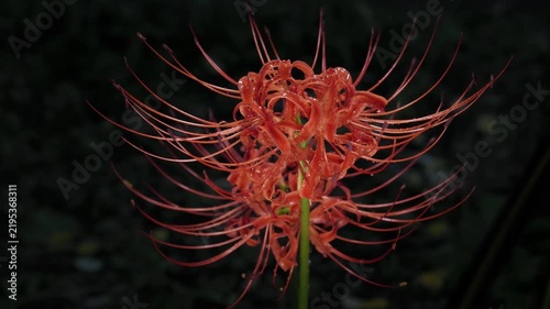 Tokyo,Japan - September 17, 2026: Closeup of Red spider lily or Lycoris radiata  in the rain at dawn

