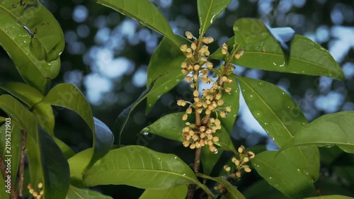 Tokyo,Japan - September 17, 2026: Closeup of Osmanthus fragrans or fragrant orange-colored olive