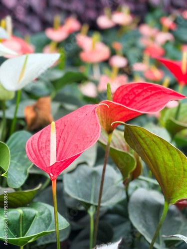 Obraz na płótnie Flamingo flower