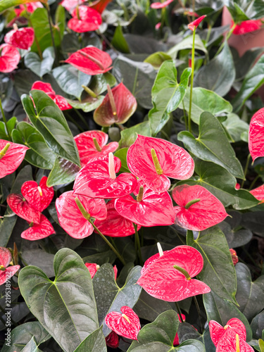 фотографія Flamingo flower