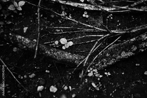 Картината върху платно Black-and-white forest floor, quiet and textured