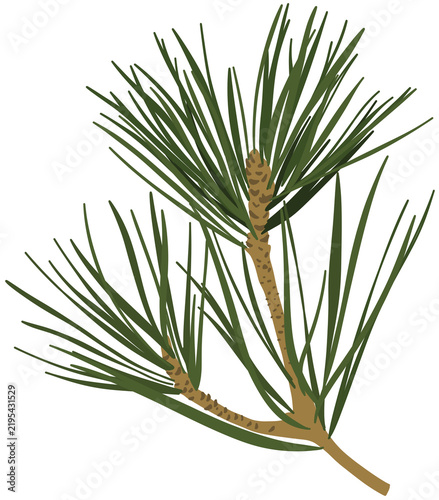Pine Branch Evergreen Needles Winter Christmas Nature Decorative Graphic Element