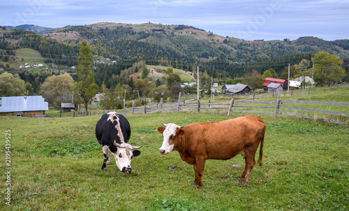 Black and white cow and a brown cow stand in a green pasture. Behind a wooden fence, rural farmhouses sit nestled against rolling, forested hills under an overcast sky