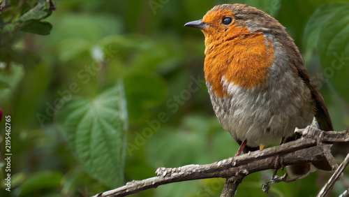 European robin perched on a branch among green leaves.
