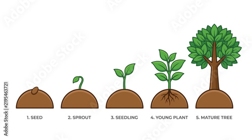 Botanical life cycle infographic showing growth from small seed to large tree in simple style