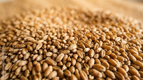 Close up of wheat grain
