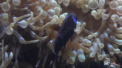 Video of Maroon clownfish swimming in a bubble-tip anemones swaying in the water flow