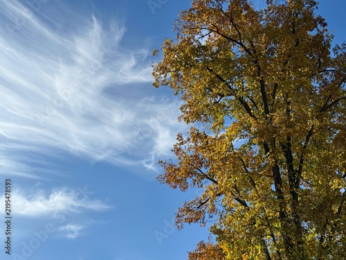 Autumn fall yellow golden tree against sky 