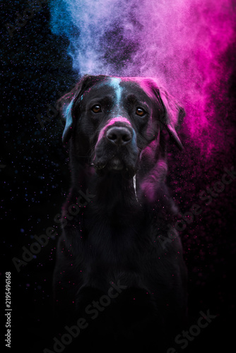 Fotografie labrador retriever dog in holi powder, black background
