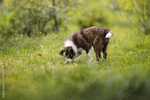 Plakat border collie puppy