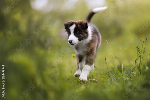Plakat border collie puppy