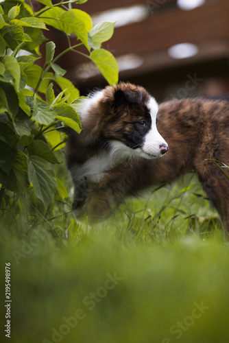 Plakat border collie puppy