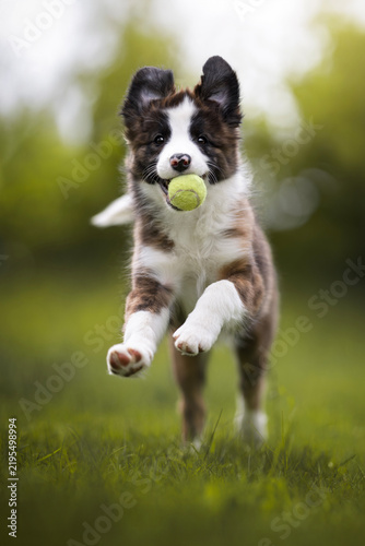 Plakat border collie puppy