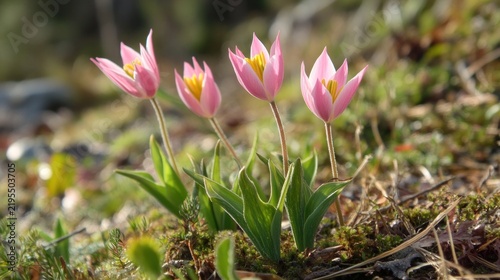 Pink Tulips Growing in Spring Meadow.