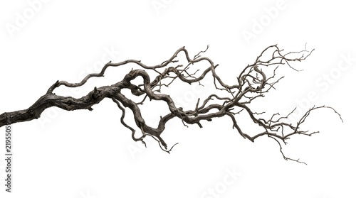 Twisted dry tree branch isolated on white background