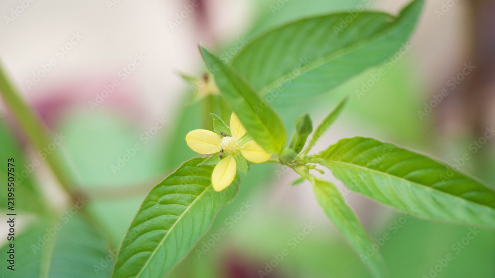 Obraz premium This flower belongs to the genus Ludwigia, commonly known as primrose-willow or water-primrose. Taken from Las Pinas, NCR, Philippines.