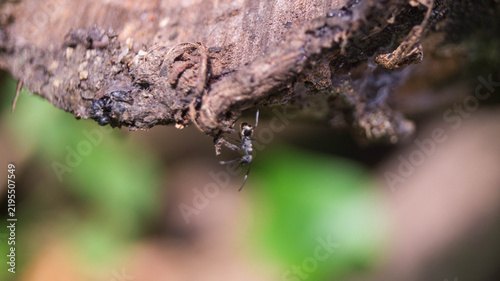 Картината върху платно Based on its distinct structural features, this is a Spiny Ant belonging to the genus Polyrhachis