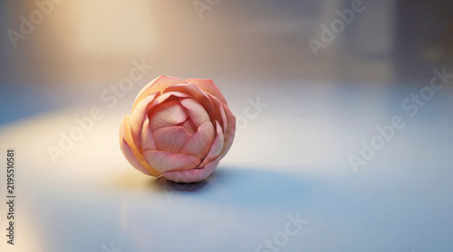 Soft pink rose bud delicately illuminated on smooth reflective surface