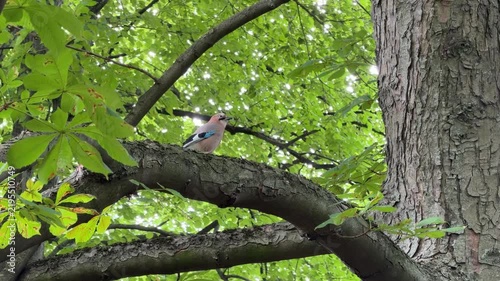 Eurasian jay (Garrulus glandarius) perched on a textured tree branch amid lush green foliage