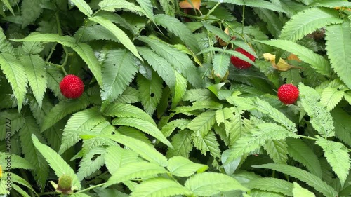 Rubus rosifolius with bright red conical berries amid serrated green foliage in natural light