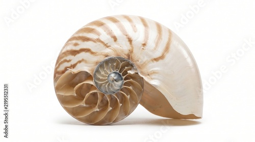 Cross section of a chambered nautilus shell showing the internal spiral structure isolated on white background