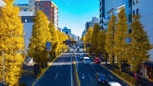 A timelapse of traffic jam at the yellow gingko street in Tokyo wide shot tilt
