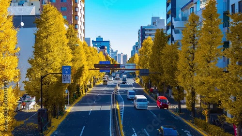 A timelapse of traffic jam at the yellow gingko street in Tokyo wide shot zoom
