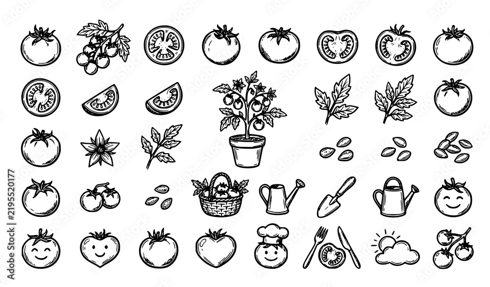 Obraz premium Hand Drawn Tomato Outline Doodle Vector Icons Collection