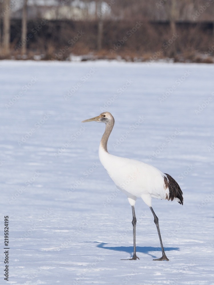 Obraz premium Juvenile Red-Crowned Crane Standing in the Snow