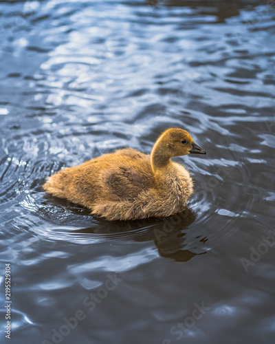 Obraz na płótnie Cute little fluffy gosling swimming alone in the blue water Small young duckling